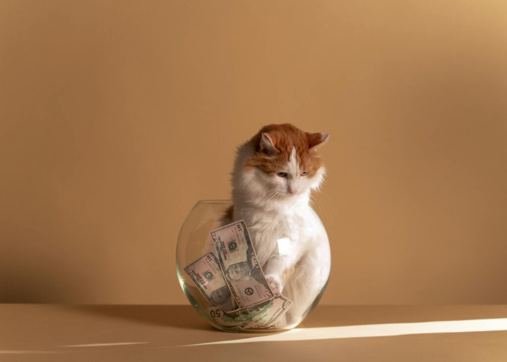 Cat in a bowl of money